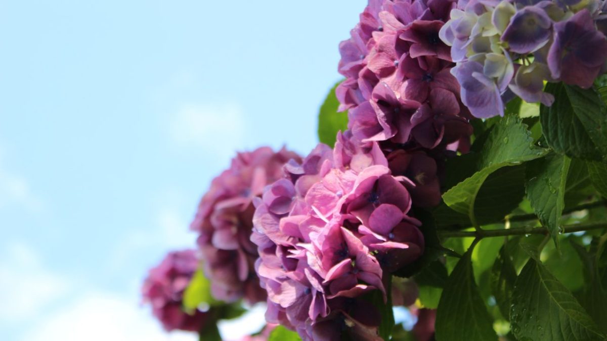 Tokyo Weather in June: Your Complete Travel Guide for the Rainy Season